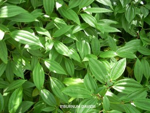 Viburnum davidii - foliage